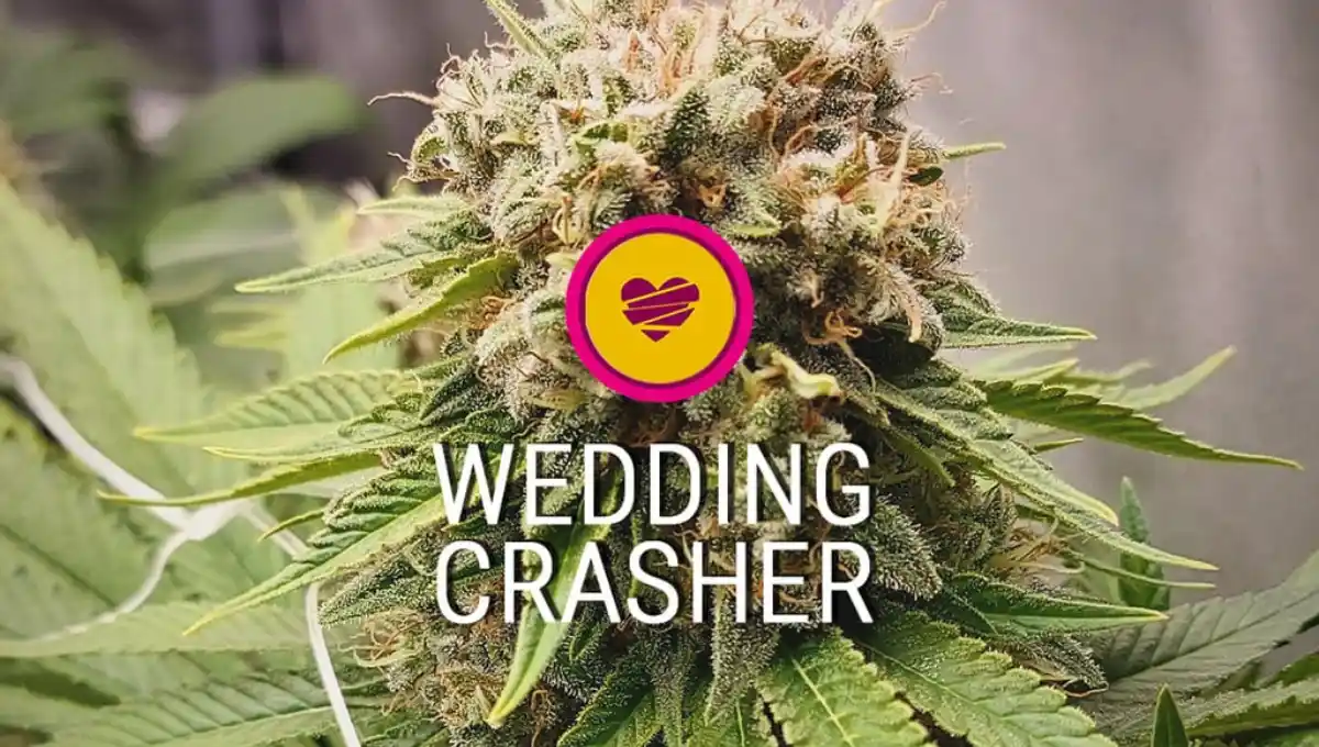 Wedding crasher strain